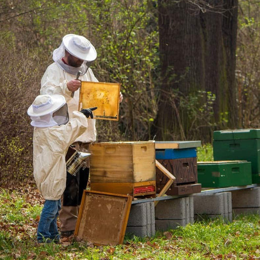 Beginner Bee Class