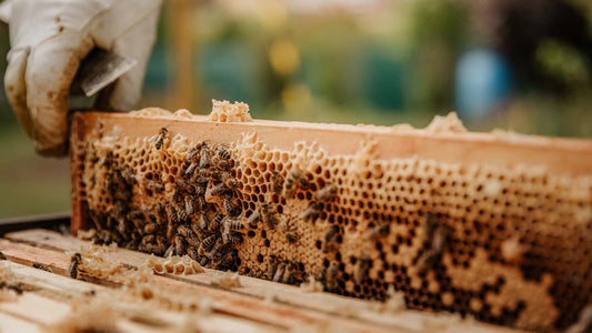 Beginner Bee Class