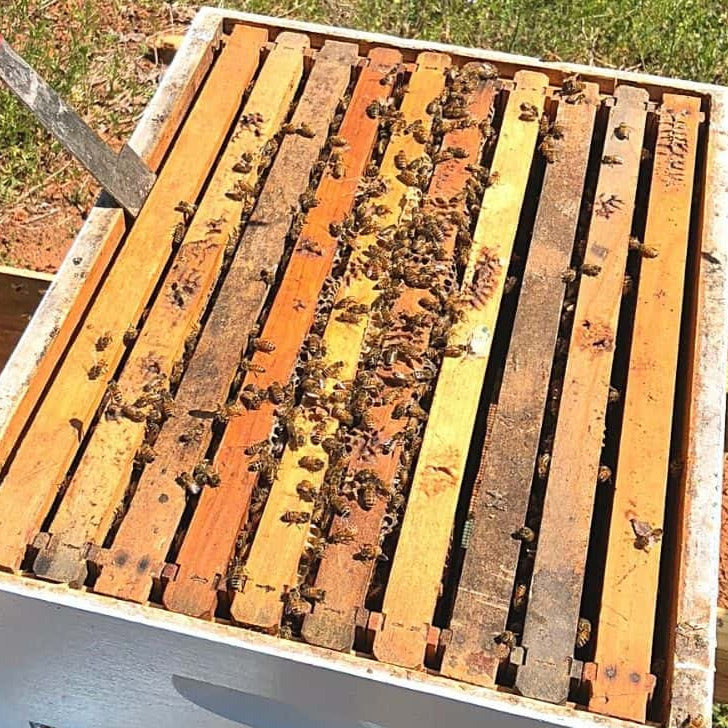 Beginner Bee Class