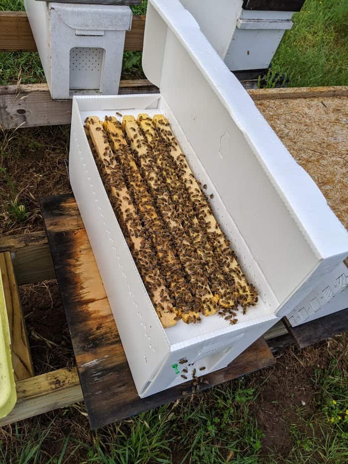 Beginner Bee Class